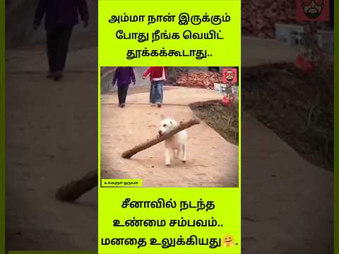 பாட்டிக்கு உதவிய பாசக்கார நாய்! இந்த வீடியோ உங்கள் கண்களை நனைக்கும்.. thumbnail
