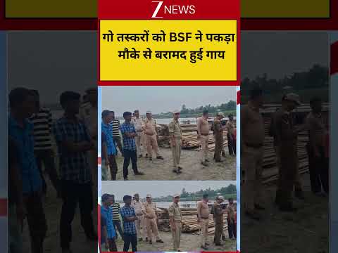 BSF Action On Cow Smuglers: गो तस्करों को BSF ने पकड़ा मौके से बरामद हुई गाय thumbnail