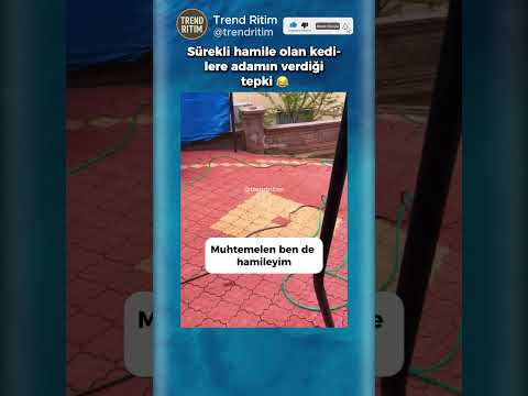 Bir Sürü Hamile Kedi Gören Adamın Tepkisi ?? thumbnail