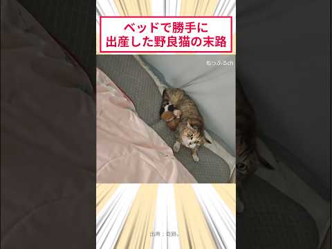 ベッドで勝手に出産した野良猫の末路 #2ch動物スレ #猫動画 #猫のいる暮らし thumbnail