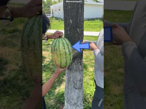 Watermelon Juice Machine on Tree 🍉😱 #shots #facts thumbnail