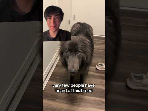 One of the rarest dog breeds ever! thumbnail