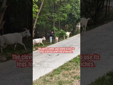 The kind child and the clever little sheep?#sheep #love #cute #shortvideo thumbnail