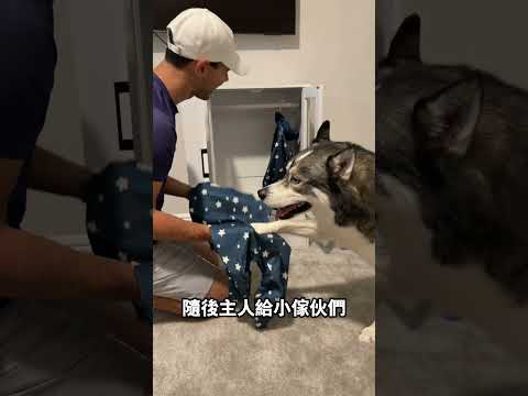 給小狗打造專屬溫馨小房間 thumbnail