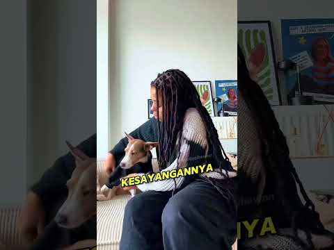 Anjing Kecil Jalankan Misi Rahasia❤️ thumbnail