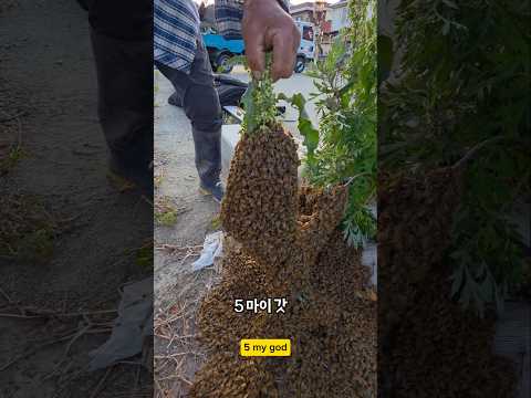 1년에 한반씩 떼로 몰려다니는 놈들 #남해 #bee  #벌집 #경상도사투리 #꿀벌 # thumbnail