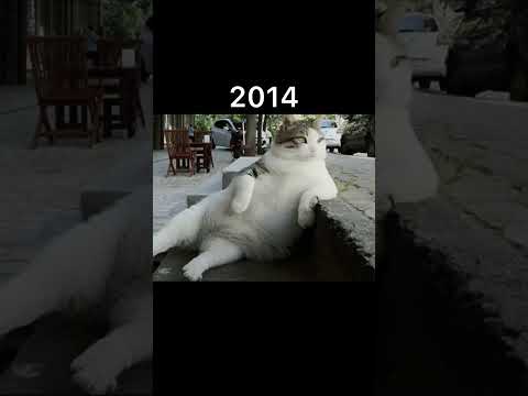 Famous legendary cat meme #cat #memes #thenandnow thumbnail