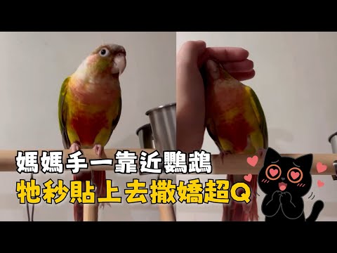 媽媽手一靠近鸚鵡　牠立刻貼上去撒嬌超可愛 thumbnail