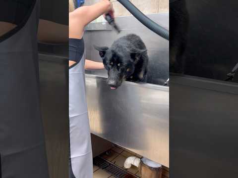 Vet time is very stressful for Maverick, luckily our Vet hooked us up 🤣 ￼#germanshepherd #funnydogs thumbnail