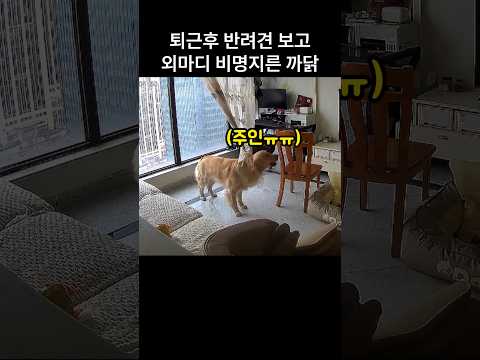 "너 왜그래!!.." 퇴근 후 반려견 보고 외마디 비명지른 까닭 thumbnail