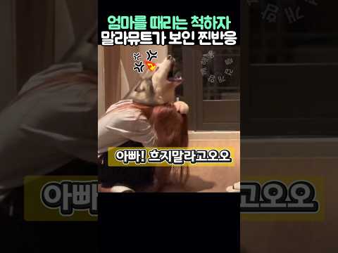 아빠가 엄마를 때리는 척하자 말라뮤트가 보인 찐반응 thumbnail