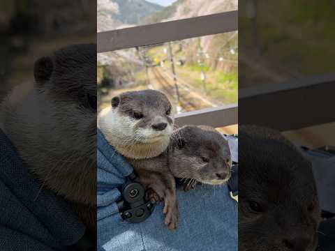 カワウソカップルのお花見デート😍😍 Otter Couple on a cherry blossom viewing date #shorts thumbnail
