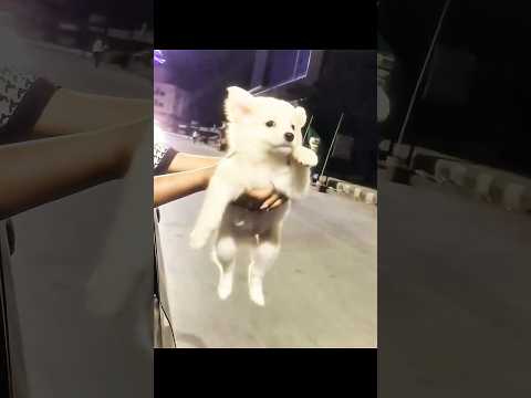 Baby Animals are Big Trouble Maker? thumbnail
