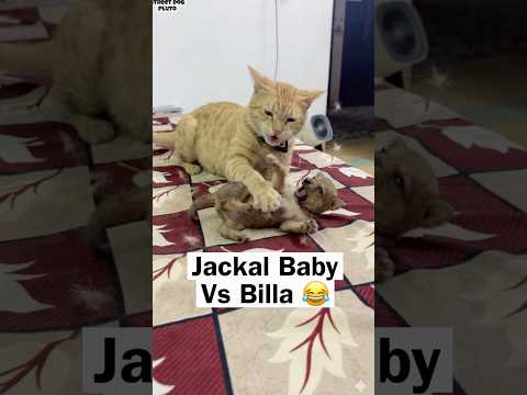 Jackal Babay Fight With Billa Don ? thumbnail