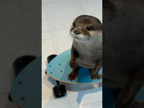 【神業】スケボーを乗りこなし始めたカワウソが異次元すぎる😳😳 SKATER OTTER: Next Level Skills! 🦦🛹😳😳 #shorts thumbnail