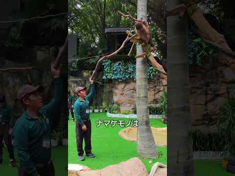 動物たちが飼育スペースへ戻る様子 thumbnail