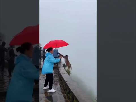 MANG UNI NGASIH TAU PAYUNG DI BAWA MONYET EH TERNYATA MONYET TERJUN PAYUNG thumbnail