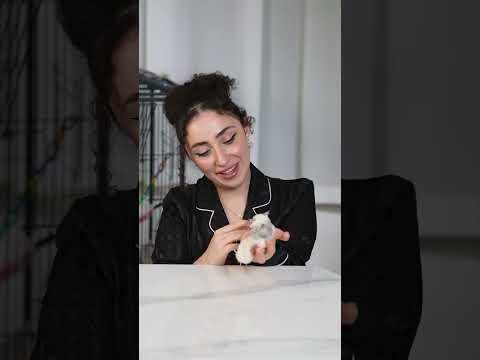 Snap: rose.alaaa thumbnail