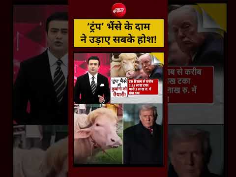 Trump Buffalo Viral Video: ‘Trump’ भैंसे के दाम ने उड़ाए सबके होश! Bangladesh #trumpupdate #buffalo thumbnail
