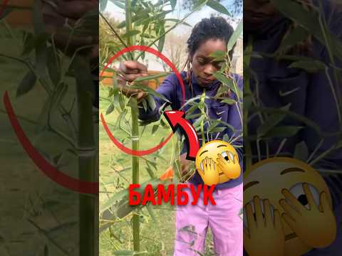 🎍 Когда бамбук захватил двор! #природа #интересныефакты #садоводство thumbnail