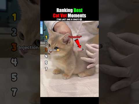 Ranking Best Cat Vet Moments #usa thumbnail