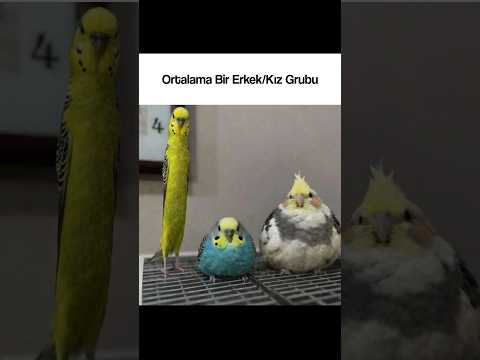 Ortalama #keşfet #keşfetteyiz thumbnail