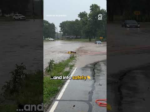 Firefighter Saves Baby Deer 🦌❤️ thumbnail