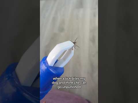A tick deserves punishment for biting Asya thumbnail