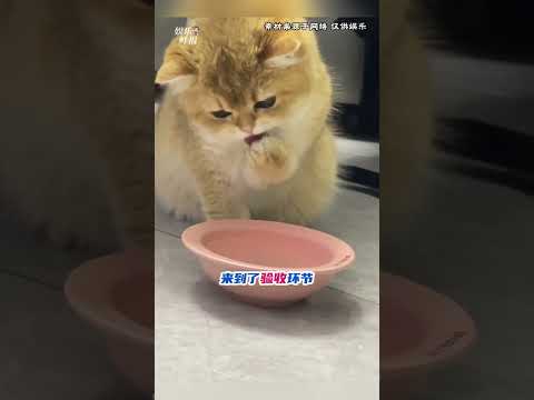 猫居然不是天生就会喝水的#小猫 #可爱 #猫喝水 #内容过于真实 #shorts thumbnail