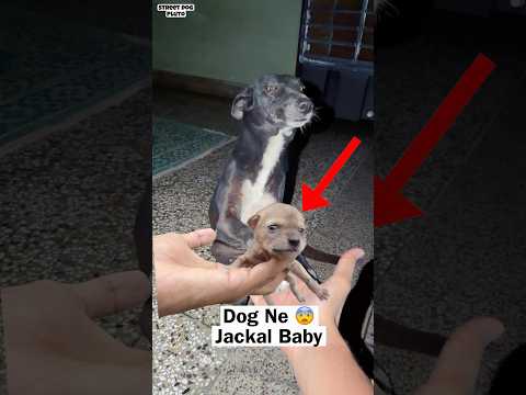 Jackal Ke Baby Dog Ne Kya kiya ? thumbnail