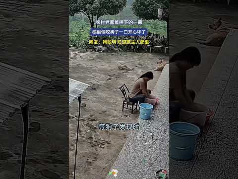 一肚子坏水的大鹅，可把狗子欺负惨了。 thumbnail