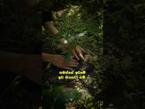 රටේ ආර්ථිකය කියන්නේ ගමේ ආර්ථිකය.. thumbnail