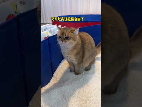 【牛奶是只猫】猫：？？怎么，不回来了吗 thumbnail