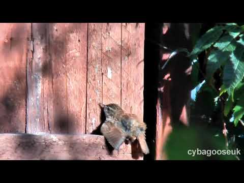 Sunbathing Wren on garden gate. thumbnail