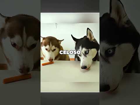 El Perro Macho Enamoró A Su Compañera 🤯❤️ thumbnail