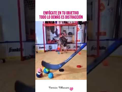 enfocado siempre sin distracción thumbnail