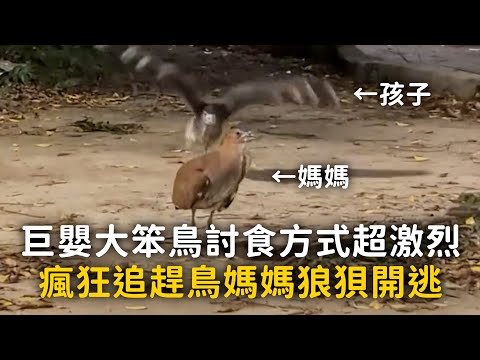 巨嬰大笨鳥討食方式超激烈　瘋狂追趕鳥媽媽狼狽開逃 thumbnail
