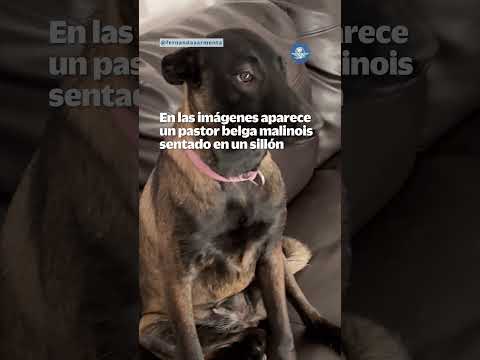 ¡Atrapado! Perro acaba con álbum del Mundial y dueños lo sorprenden thumbnail
