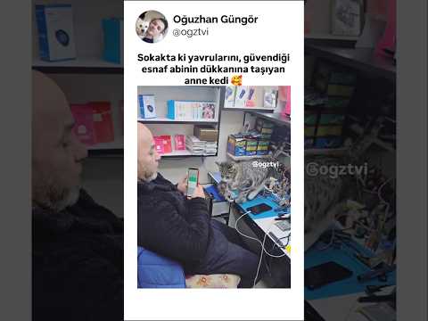 Yavrularını güvendiği dükkana taşıyan kedi thumbnail