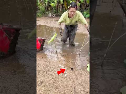 Cô Gái Liều Mình Thò Tay Bắt Cá Bùn #shorts thumbnail