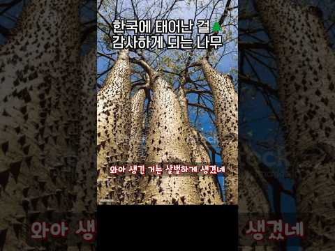 한국에 태어난걸 감사하게 만드는 나무🌳☠️.jpg thumbnail
