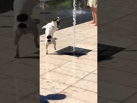 All dogs deserve to be this happy 💦🥹❤️ thumbnail