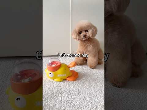 Chú chó nhỏ nhường lại món ăn yêu thích của mình 😳😌 thumbnail