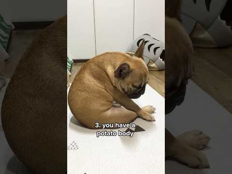 Are You A French Bulldog? thumbnail