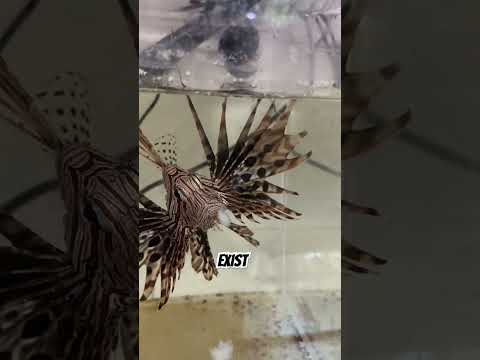 My lion fish is still here thumbnail