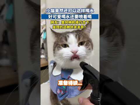 小猫竟然还可以这样喝水，好可爱喝水还要喷着喝#猫咪迷惑行为 #猫咪日常 #萌宠出道计划 #萌宠成精了 #萌宠搞笑 thumbnail