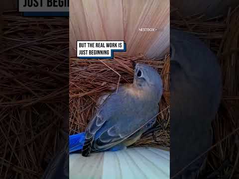 She builds a masterpiece, then reveals the ultimate surprise ??? #shorts #birds #wildlife thumbnail