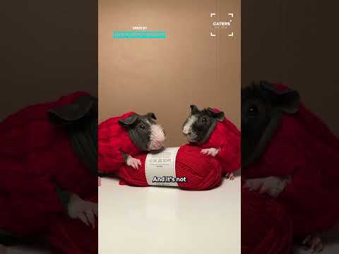 Check Out The Fit On This Guinea Pig ? #fashion thumbnail