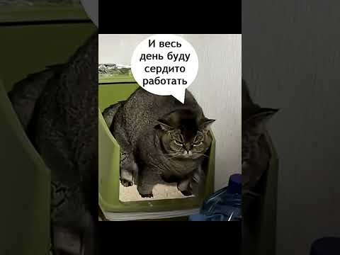 Мем про сердитого кота thumbnail