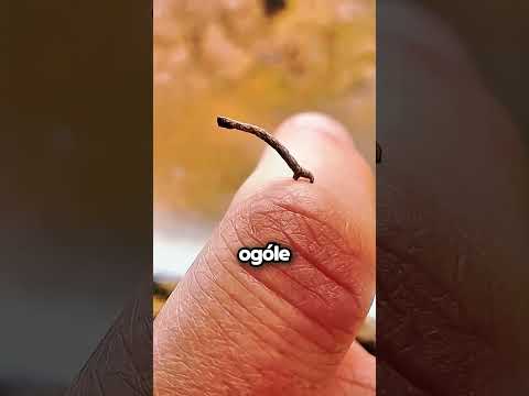 Czy To Robak Czy Gałązka? 😳 thumbnail